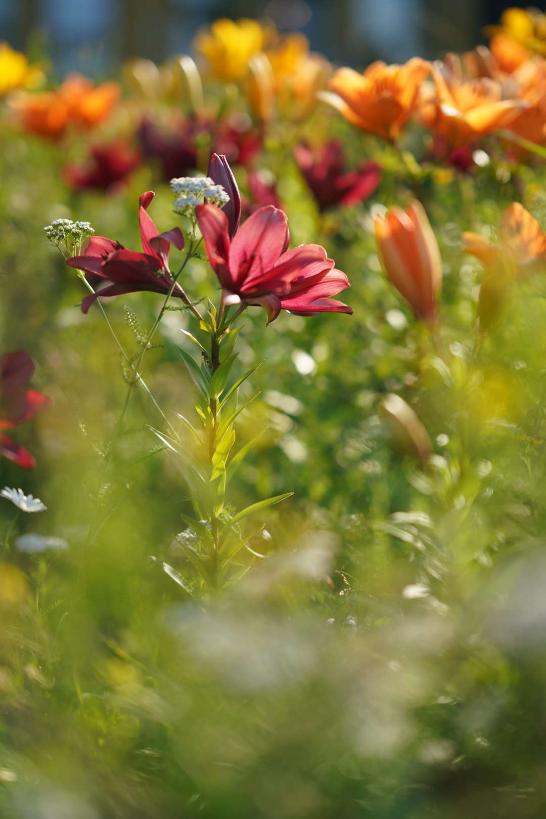 red flower in tilt shift lens