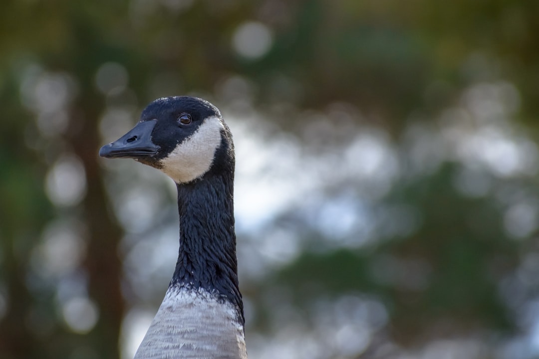 black and white duck in tilt shift lens