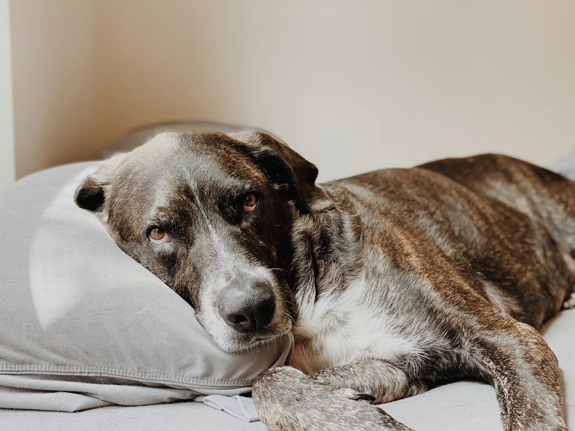 Brindle Dogs