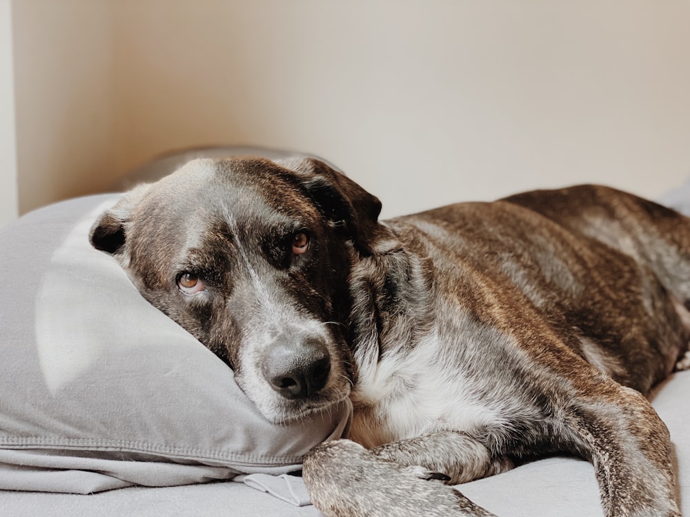 brown and white short coated dog lying on gray textile