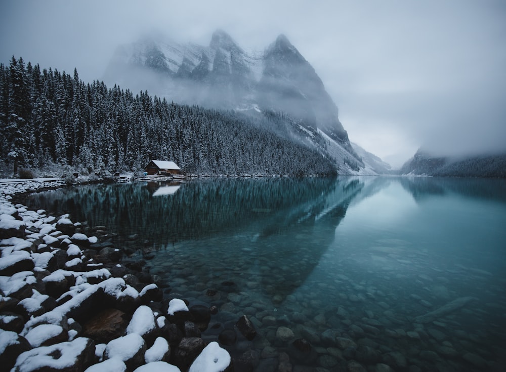 green pine trees near body of water