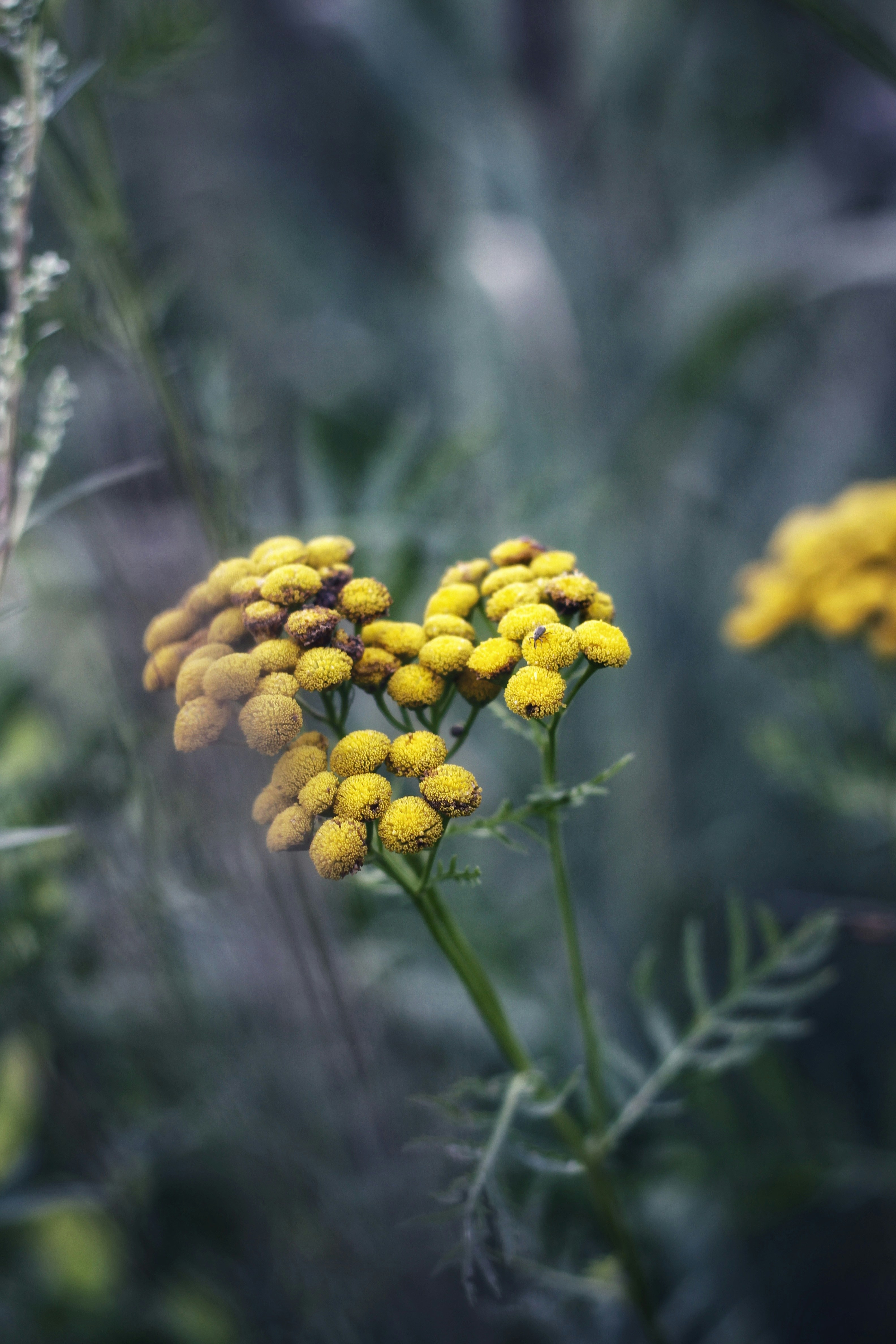 Photo by lilianflower