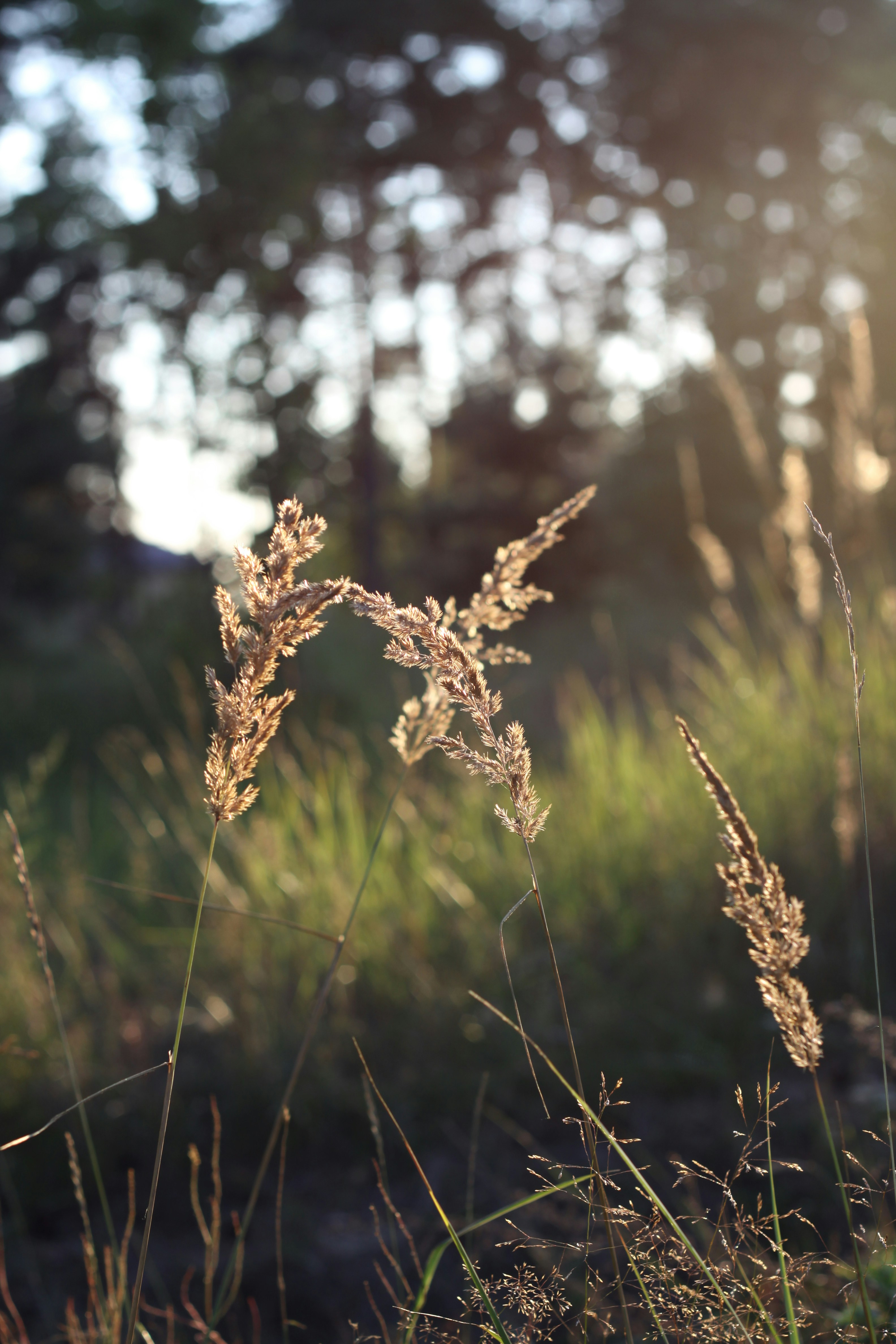 Photo by lilianflower