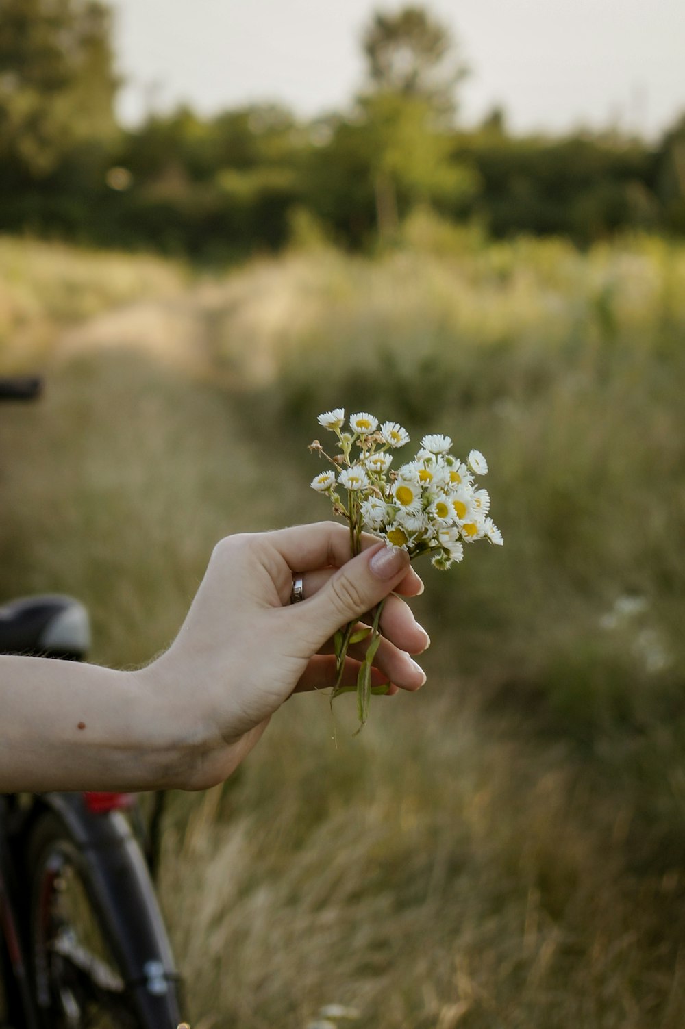 weiße und gelbe Blume in Personenhand