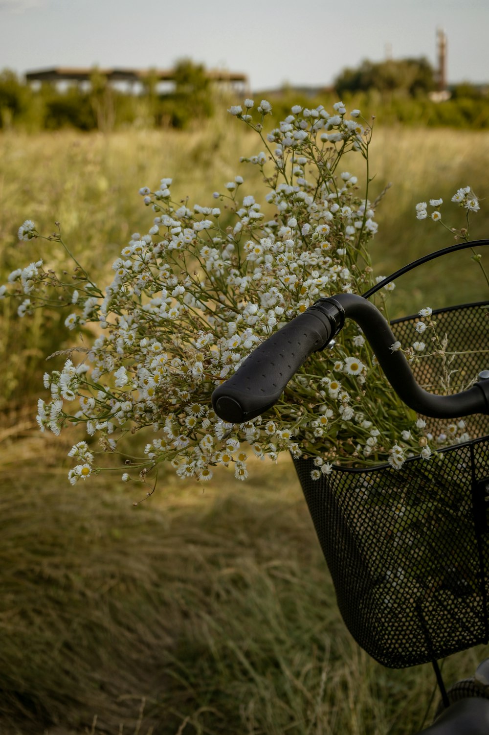 black metal fence near white flowers during daytime