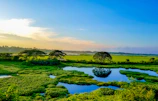 A vibrant coastal wetland teeming with birds and native plants under a clear blue sky.