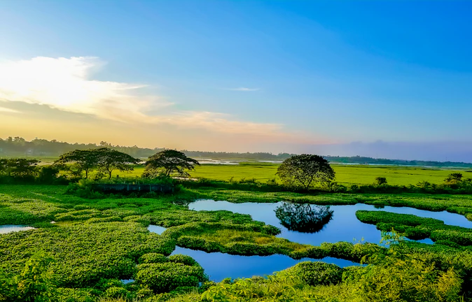 A vibrant coastal wetland teeming with birds and native plants under a clear blue sky.