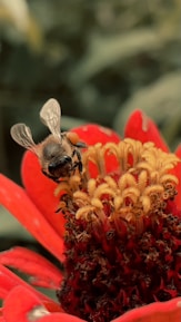 Close-up of a honeybee on a vibrant flower, symbolizing the 'Bee' in GloryBeeBaskets.