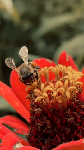 Close-up of a honeybee on a vibrant flower, symbolizing the 'Bee' in GloryBeeBaskets.