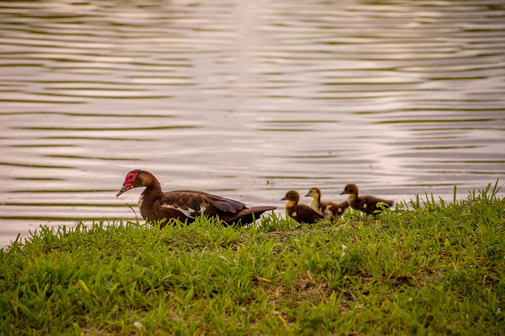 brown duck on green grass near body of water during daytime