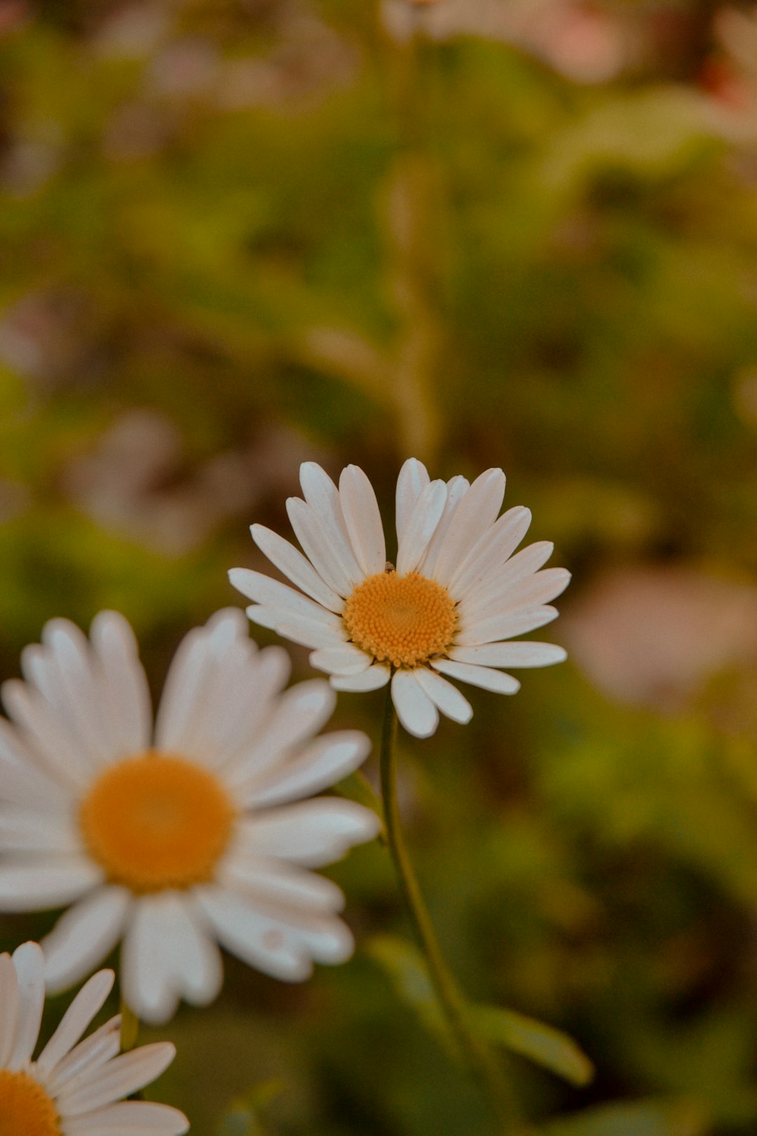 white daisy in bloom during daytime