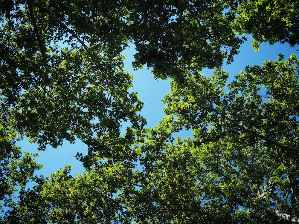 green tree under blue sky during daytime