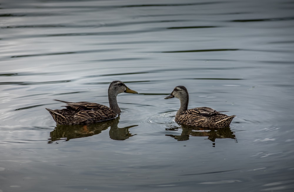 two brown duck on water during daytime