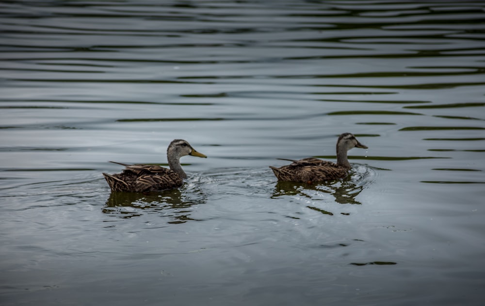 brown duck on water during daytime