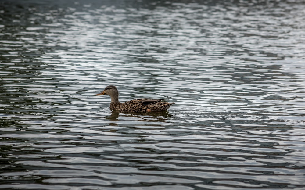 brown duck on water during daytime