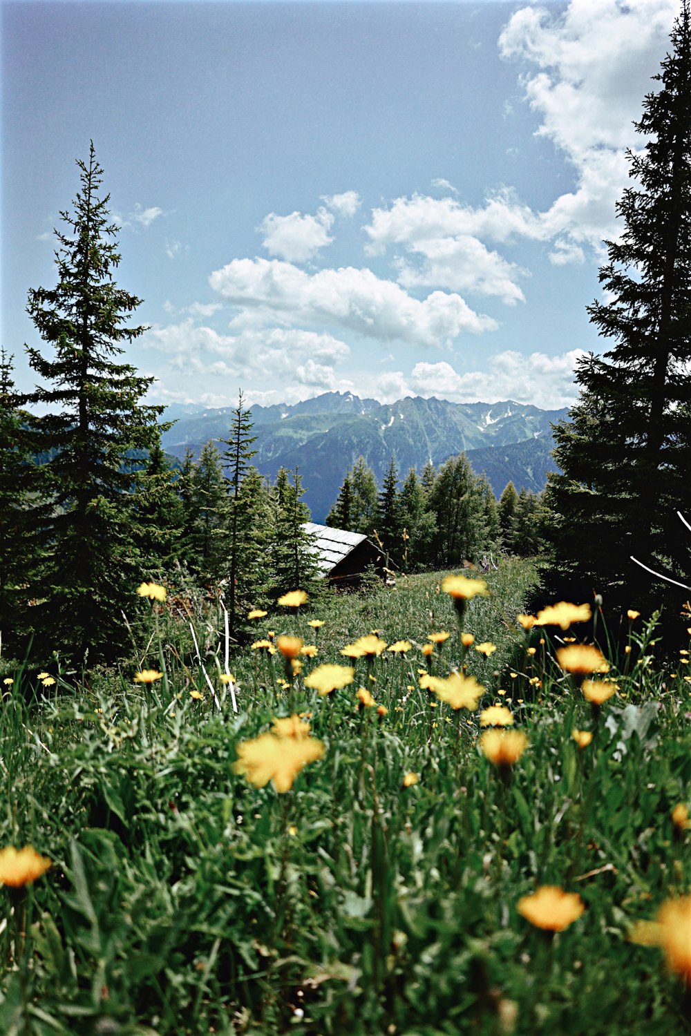 yellow flowers near green trees and mountains during daytime