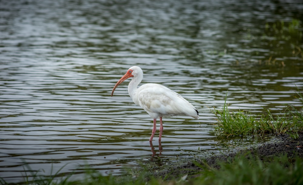white bird on green grass near body of water during daytime