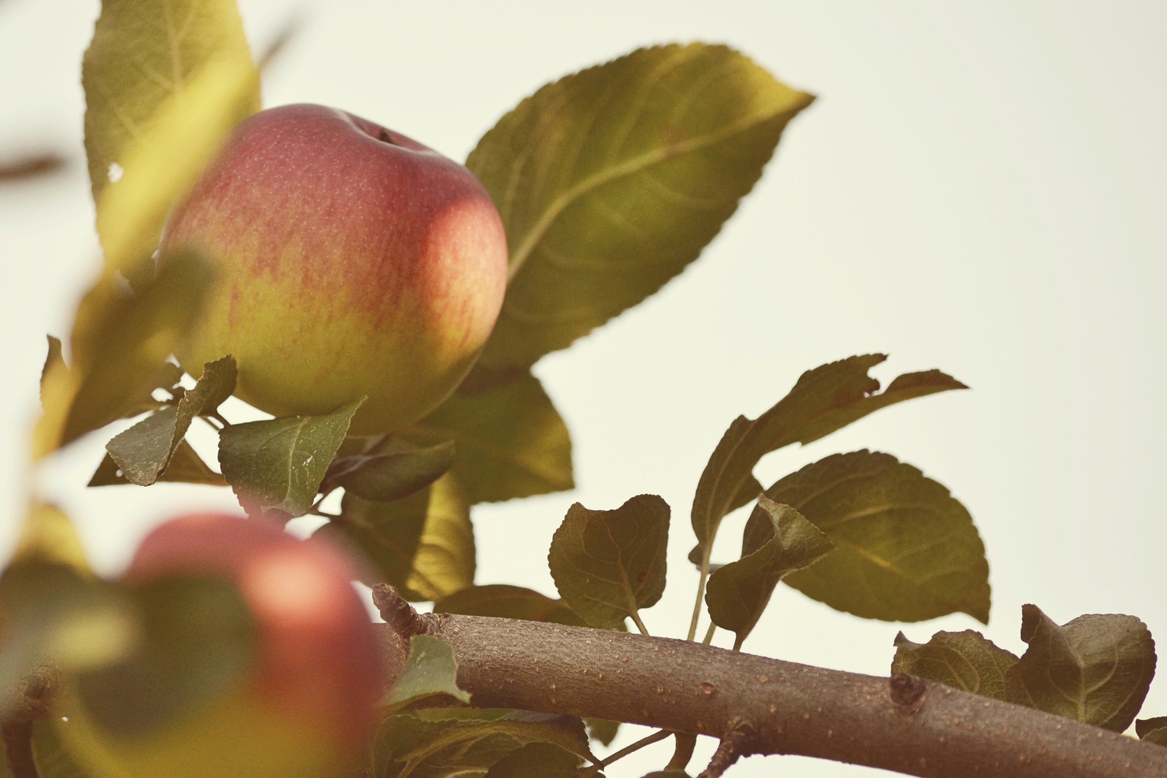 red apple fruit on tree branch
