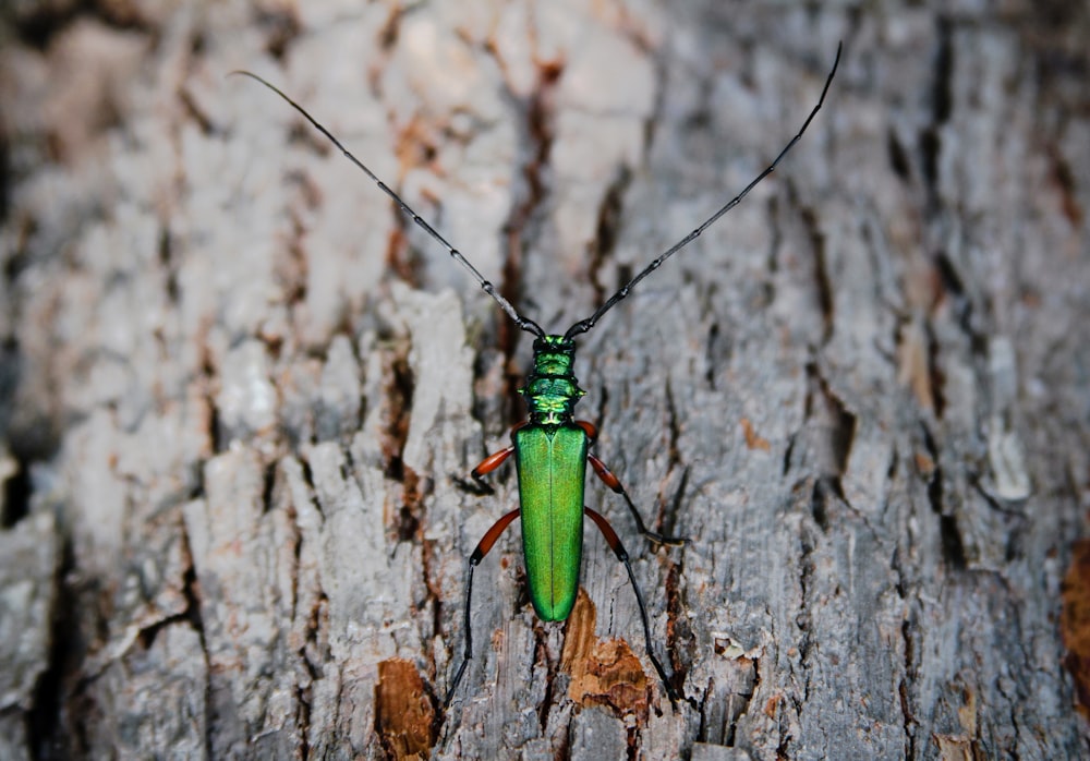 green and black insect on brown tree trunk
