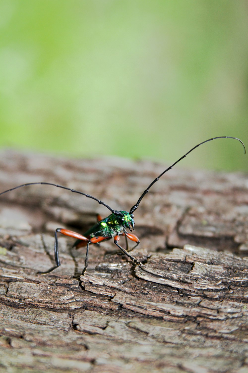 green and black insect on brown wood