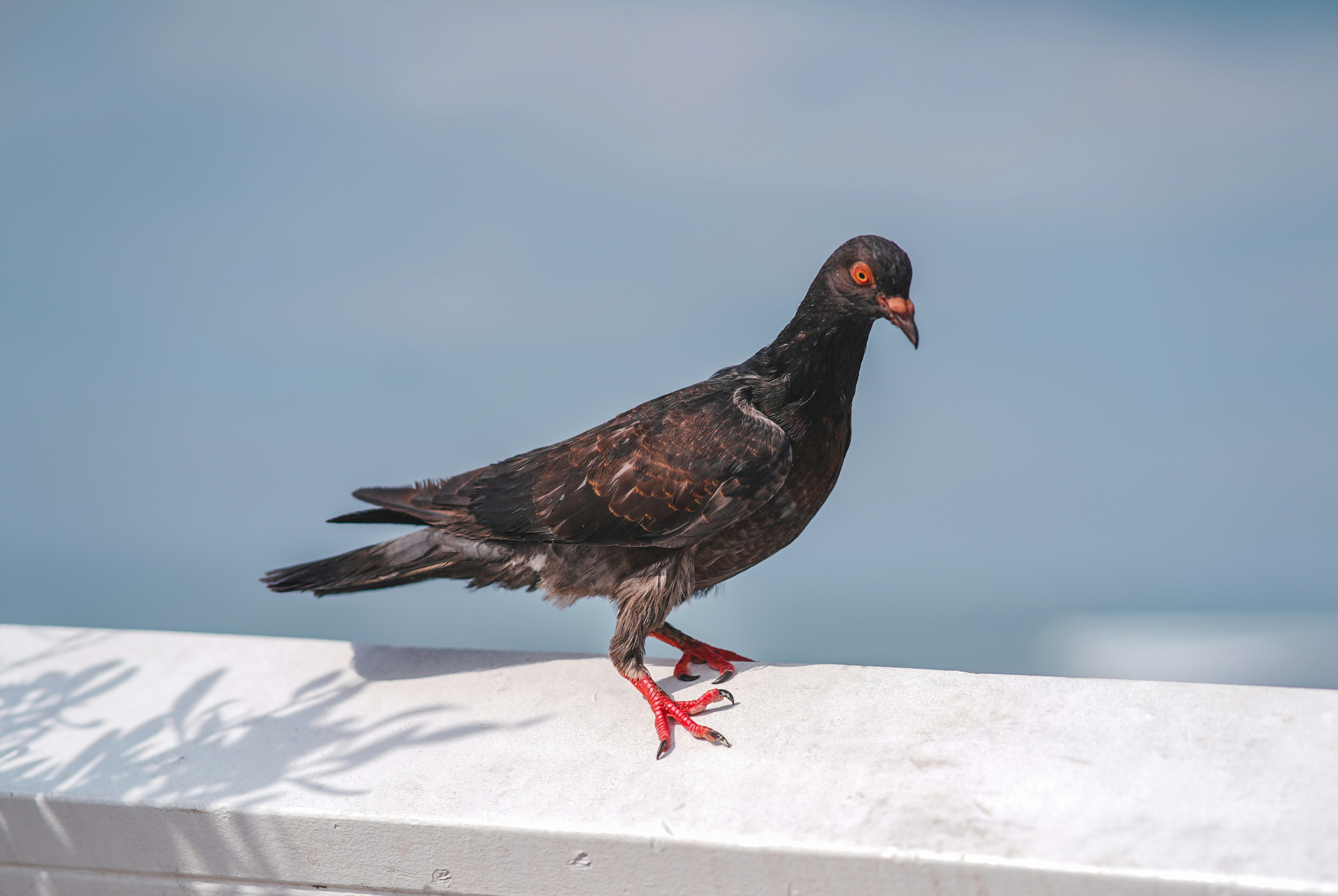 A pigeon perched on a fence on the Malibu Pier