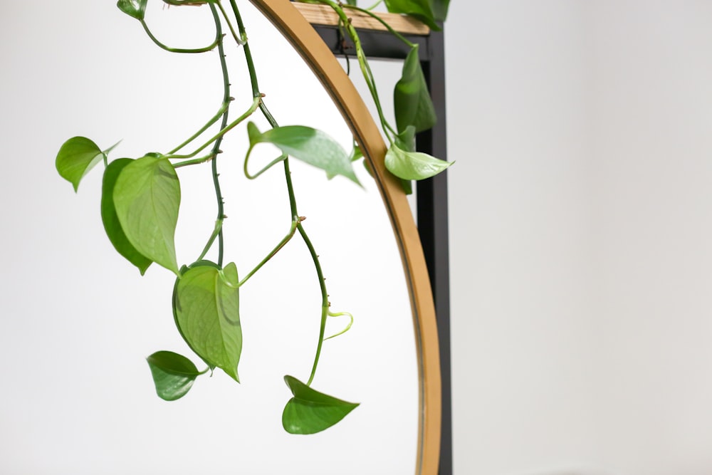 green leaves on white wall