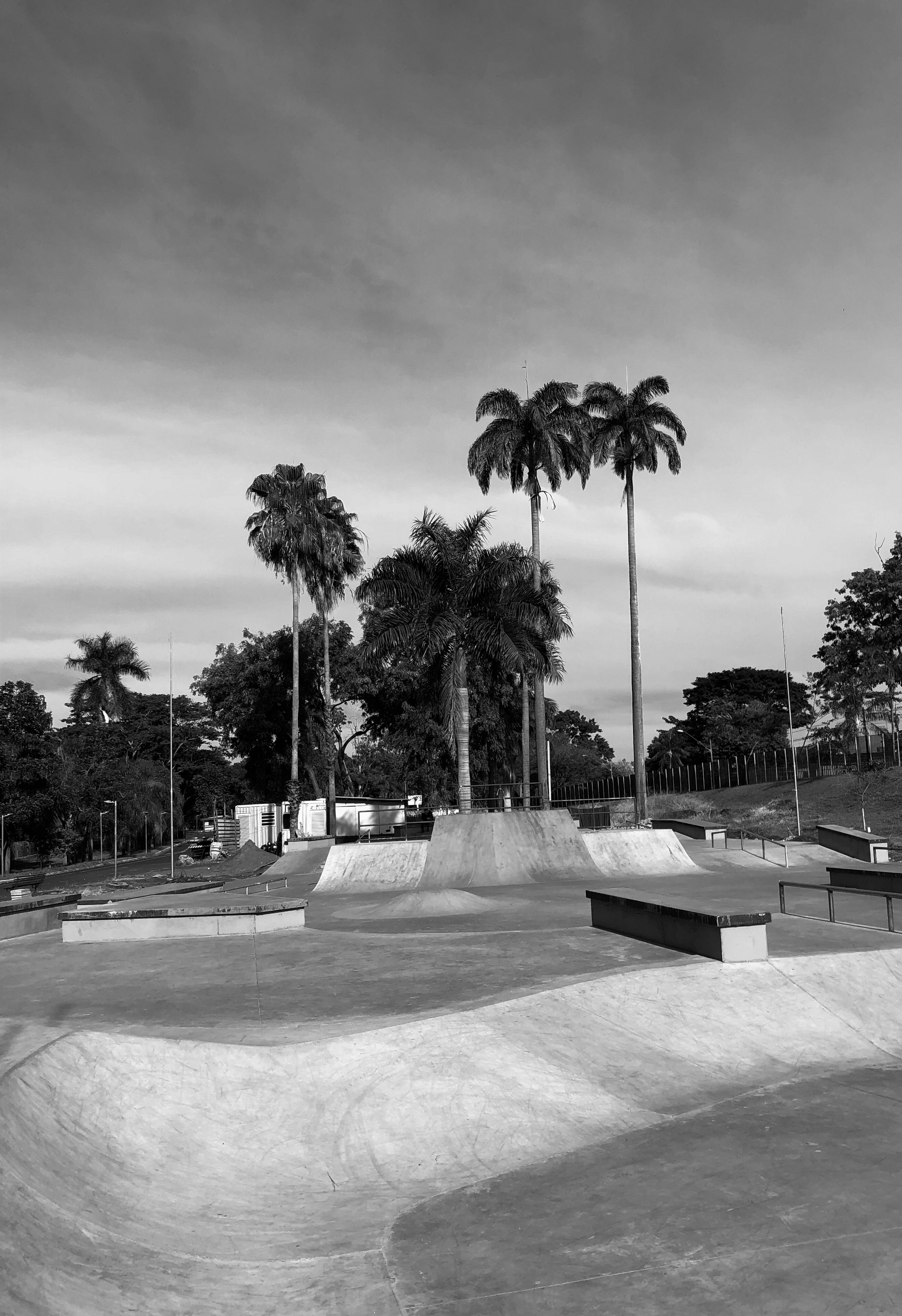 grayscale photo of palm trees