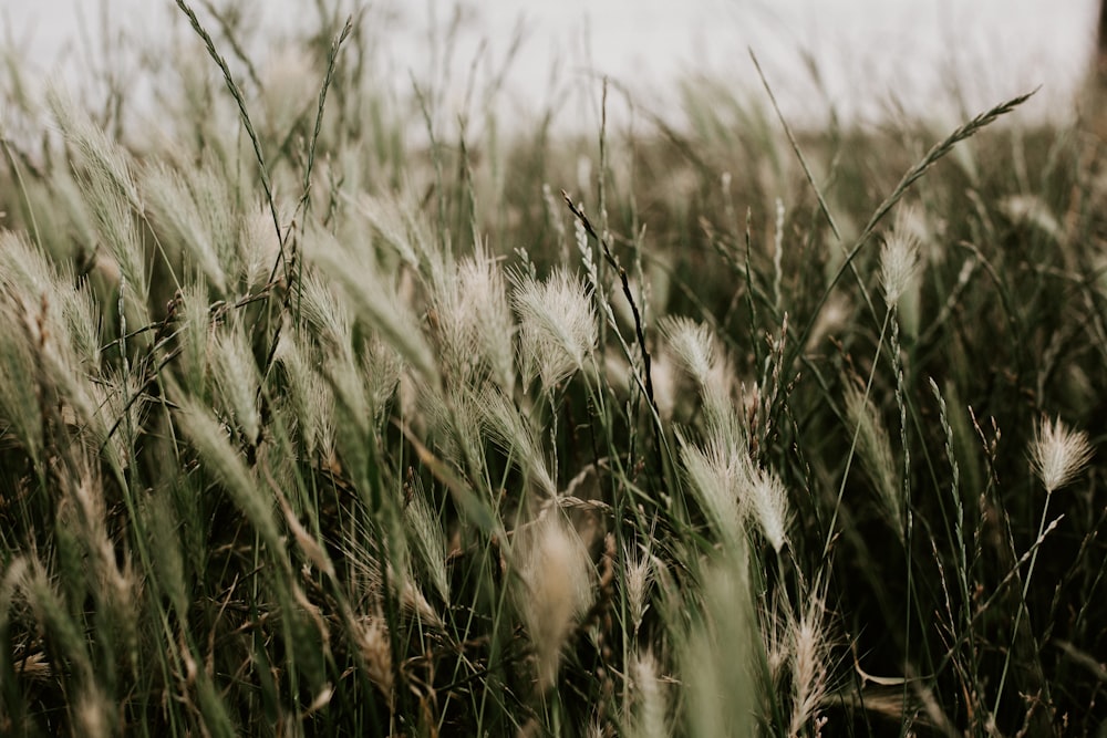 green grass field during daytime