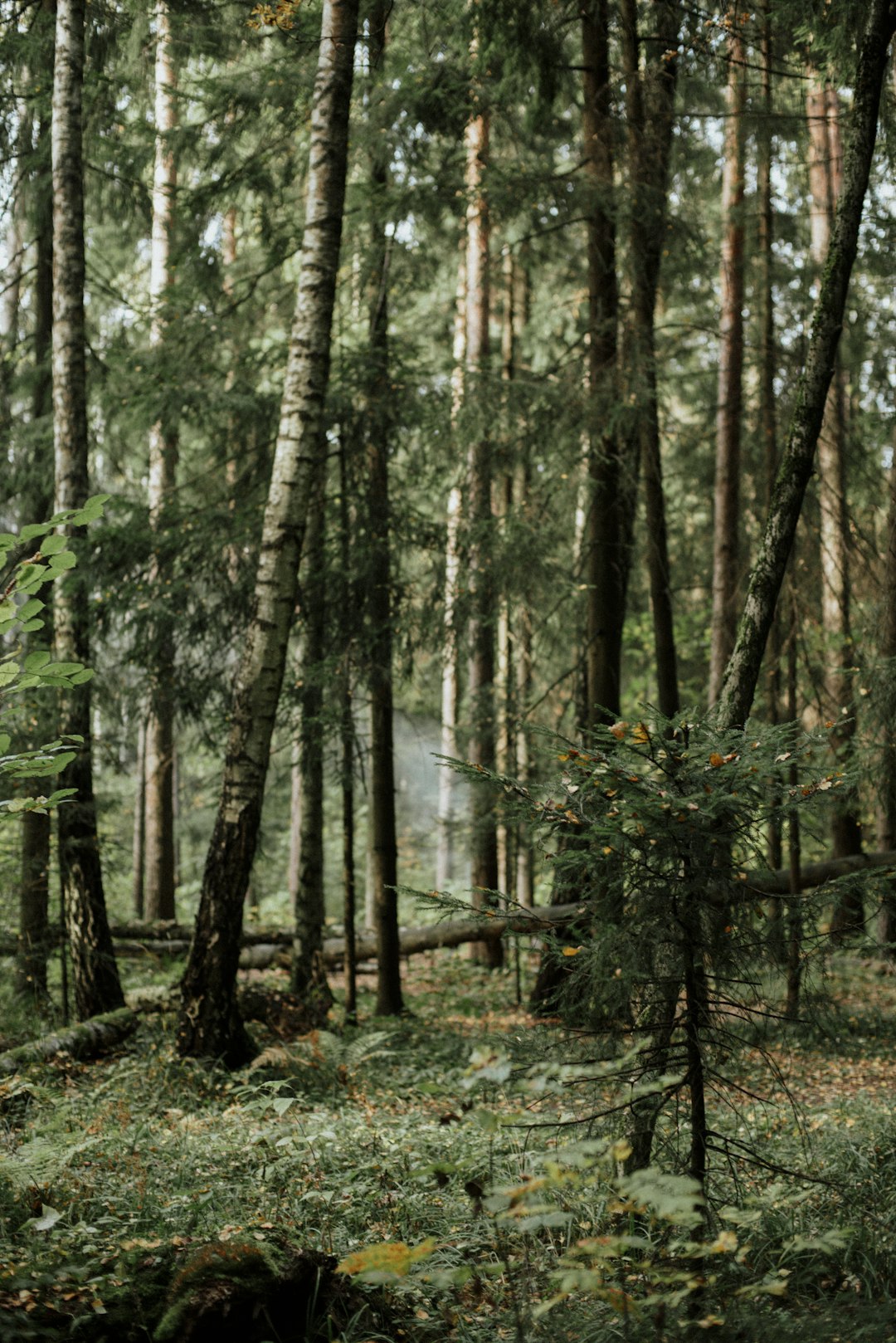 green trees on forest during daytime