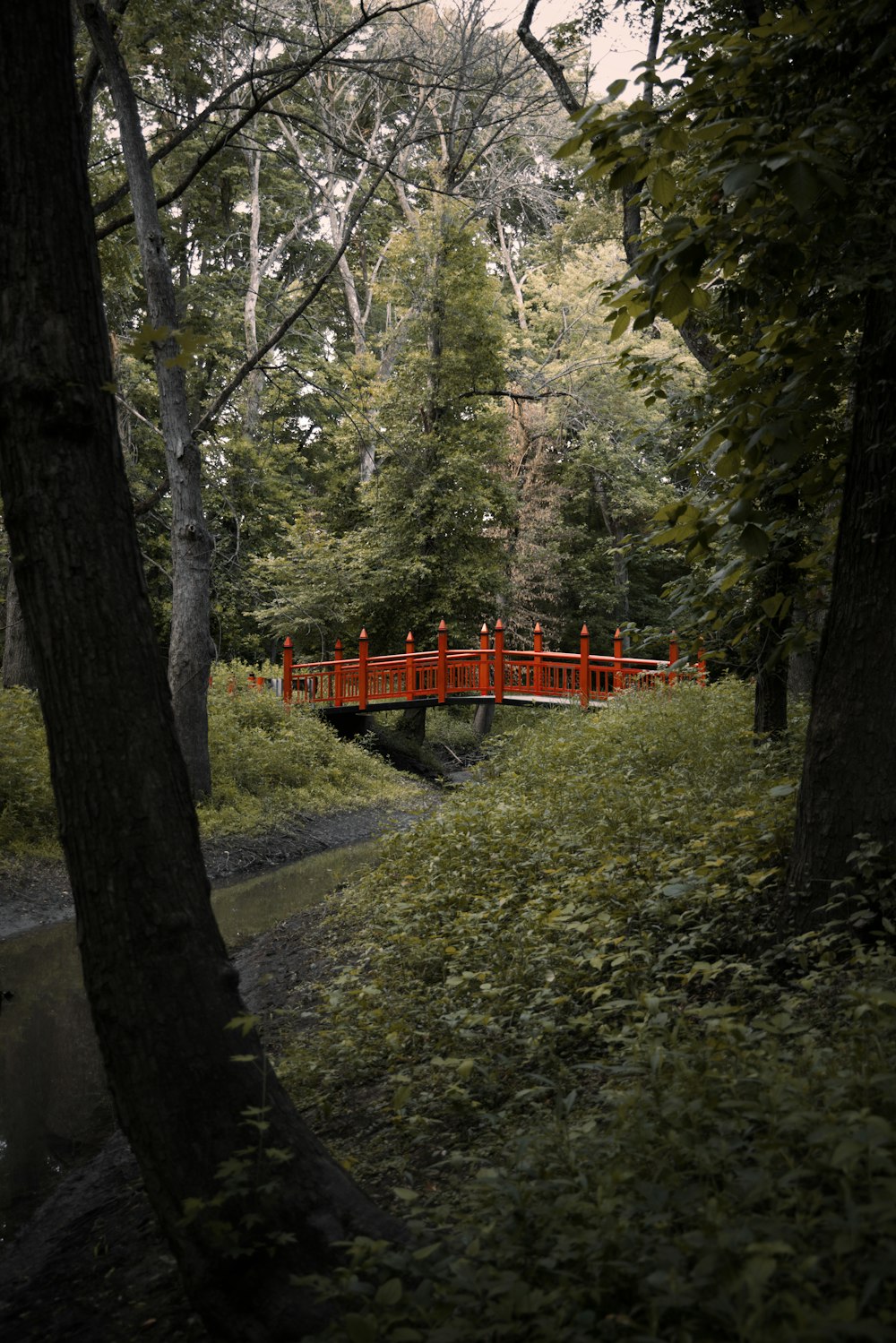 Puente de madera roja en el bosque