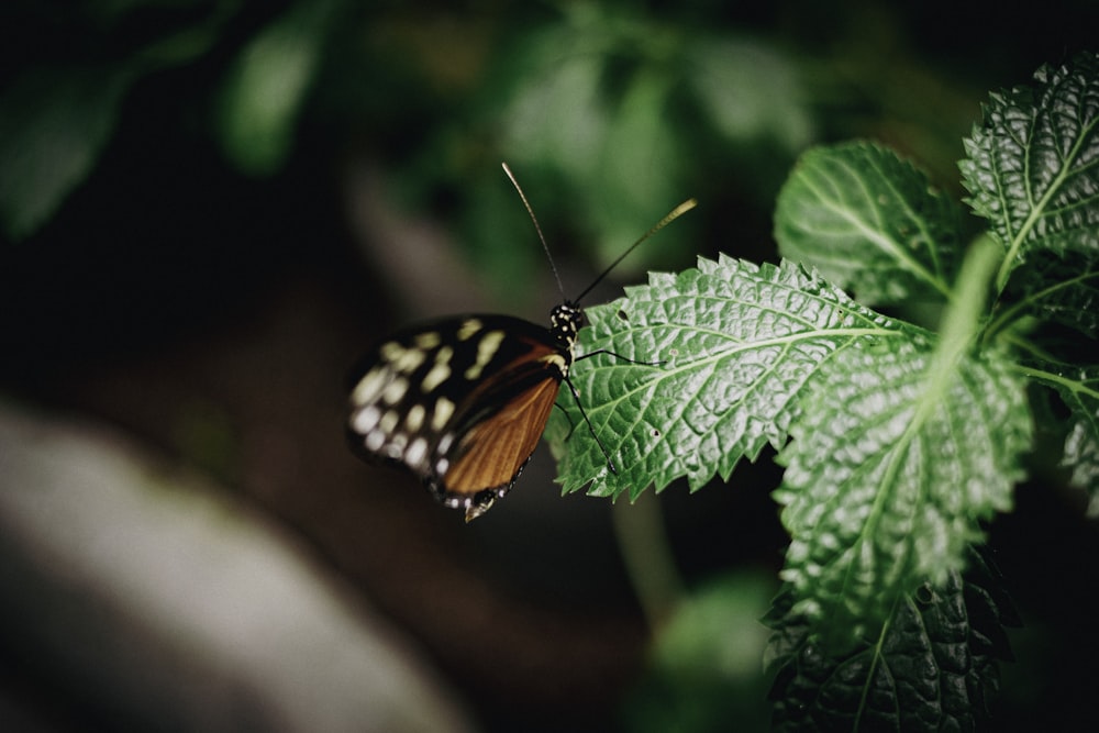 farfalla arancione e nera appollaiata sulla foglia verde nella fotografia ravvicinata durante il giorno