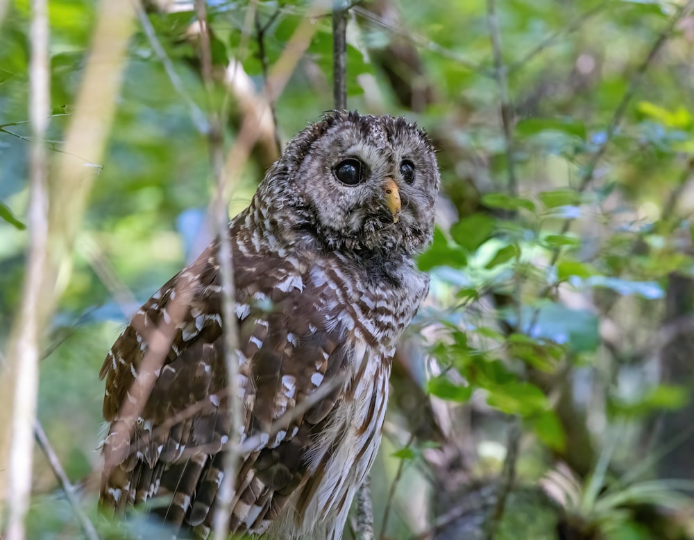 brown and white owl perched on tree branch during daytime