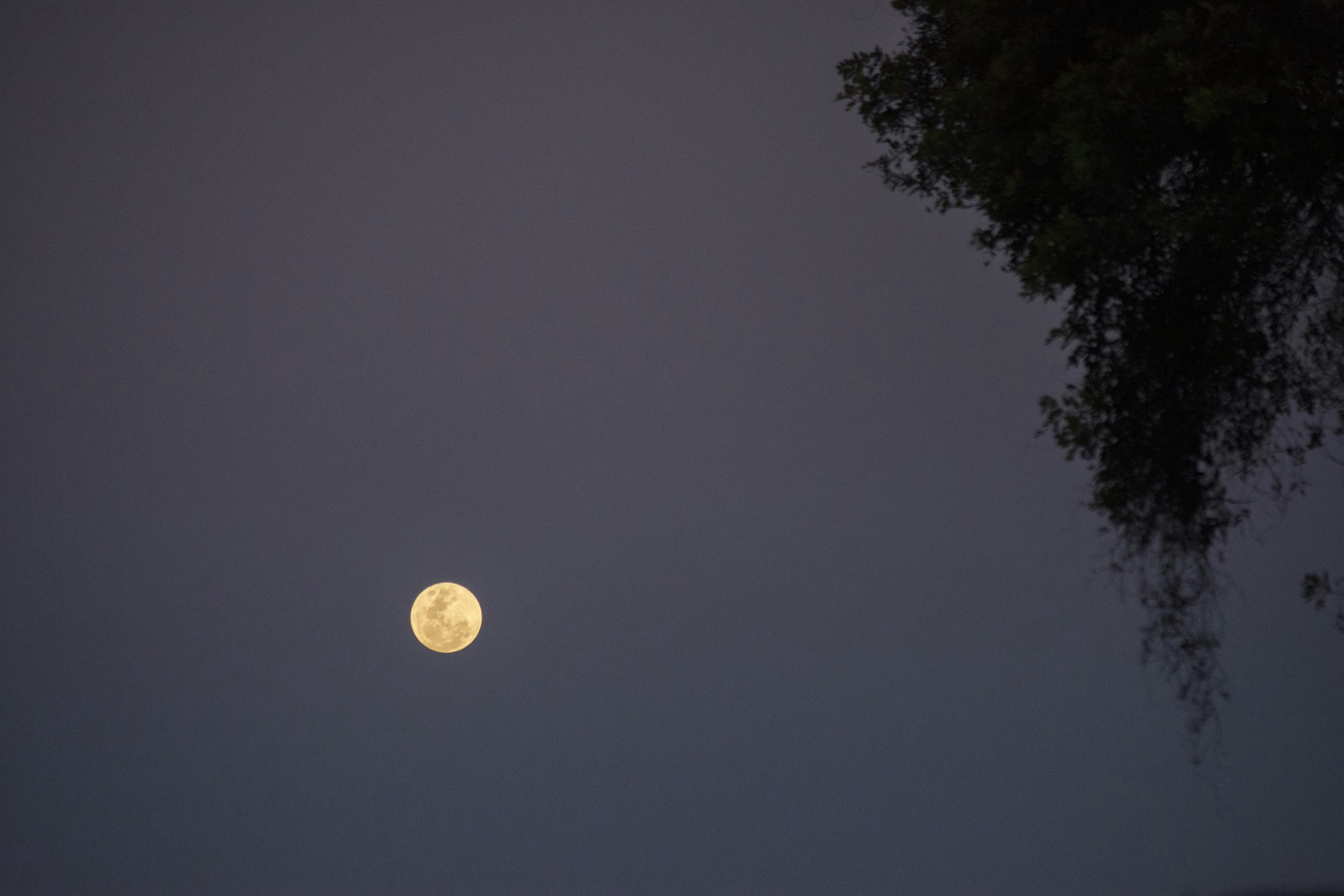 full moon over the trees photo u2013 Free Nature Image on Unsplash