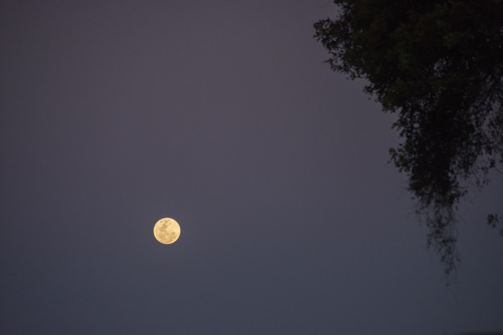 full moon over the trees