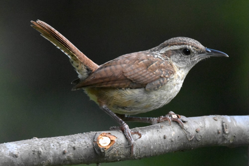 Brauner und weißer Vogel am braunen Ast