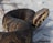 A close-up of a striking desert snake coiled on sandy terrain.