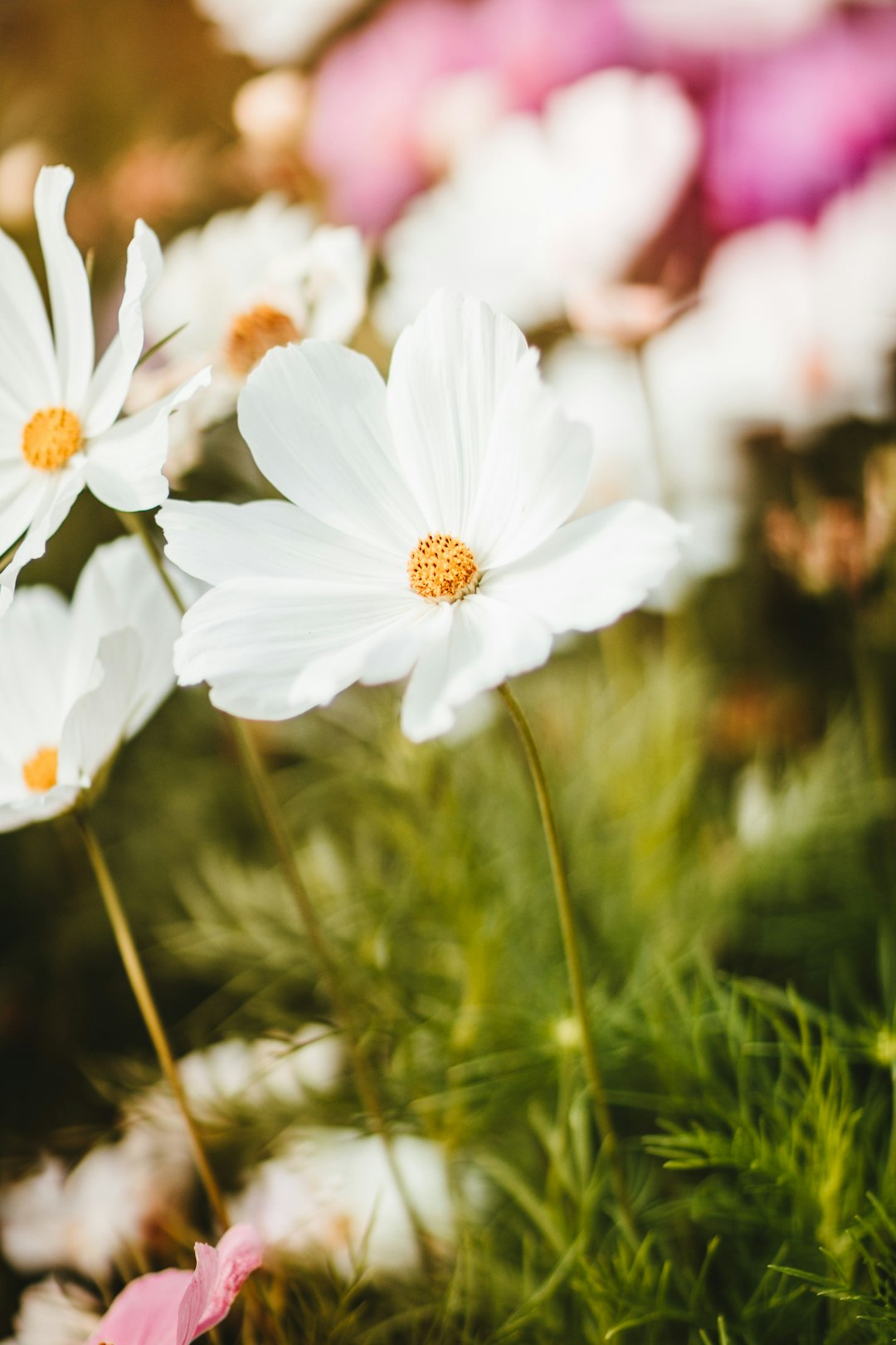 white flowers in tilt shift lens