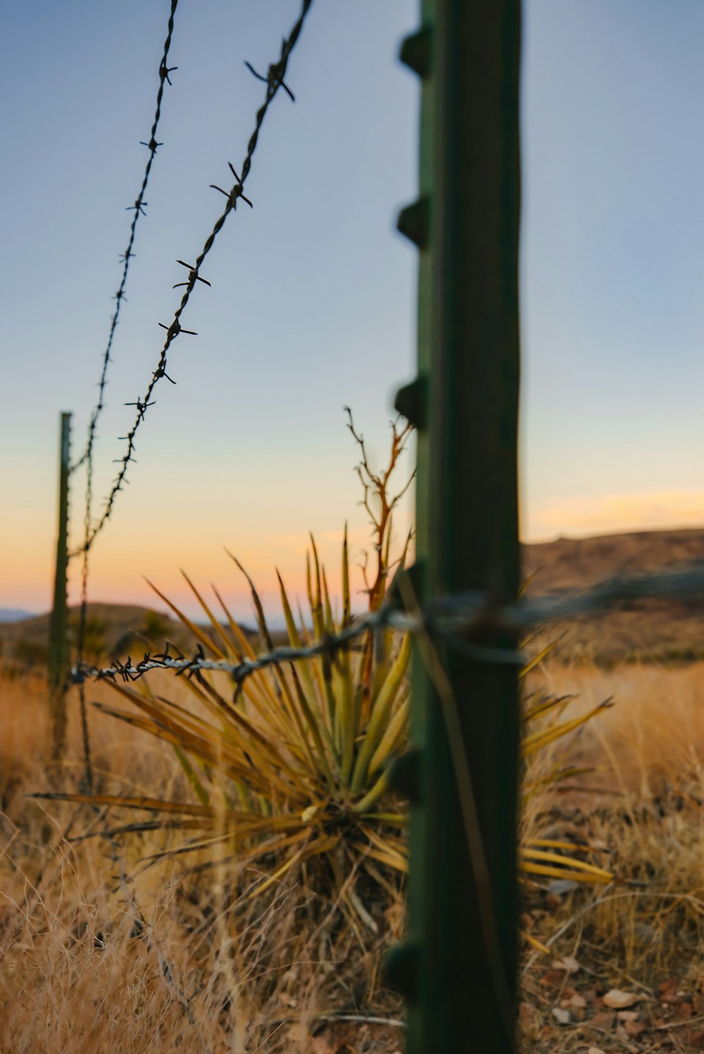 brown grass field during daytime