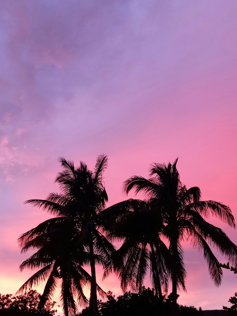 palm tree under blue sky