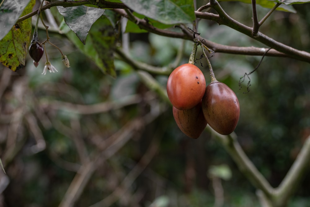 red apple fruit on tree branch