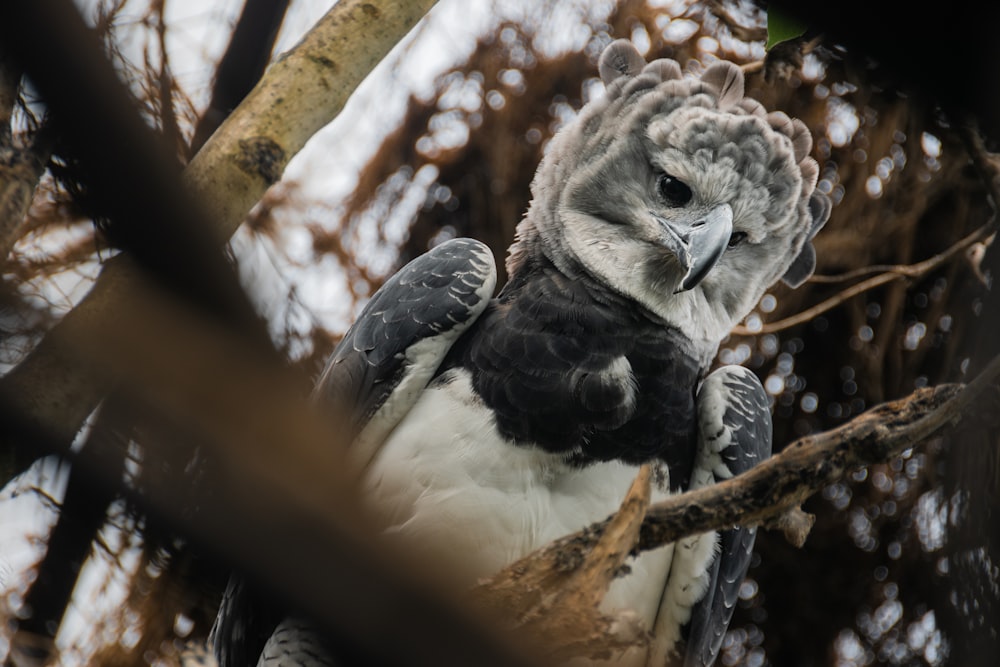 white and black owl on brown tree branch during daytime