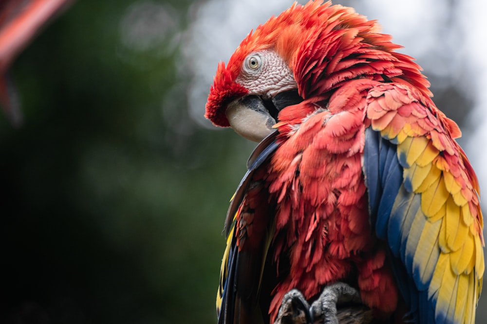 red blue and yellow macaw