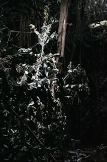 A mysterious forest setup with subtle lighting where actors perform an evocative play.