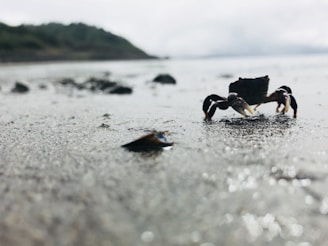A scenic beach view with crabs on the shore.