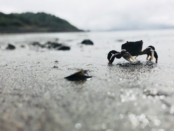 A scenic beach view with crabs on the shore.