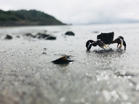 A group of crabs walking together on the sandy shore near Atalaia beach in Sergipe.