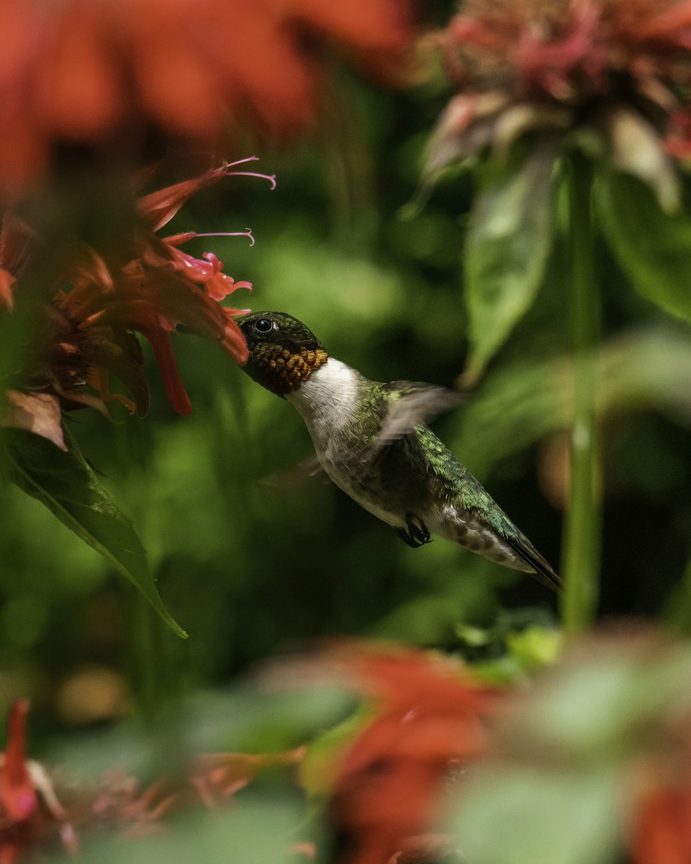 赤い花の上を飛ぶ緑と黒のハチドリ