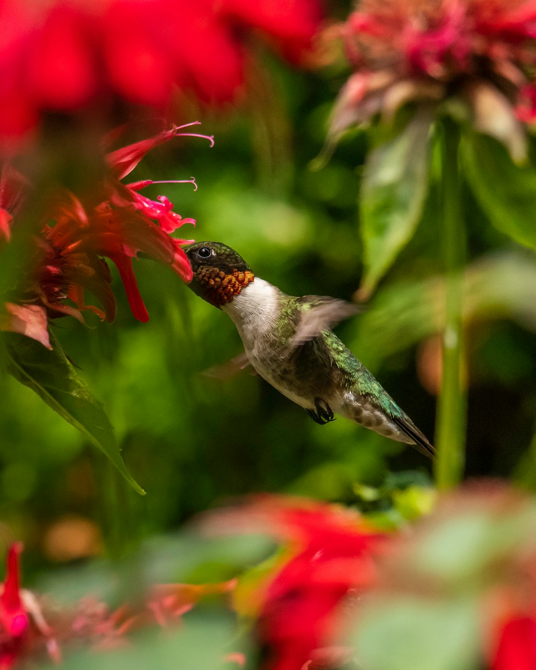 green and black humming bird flying over red flower