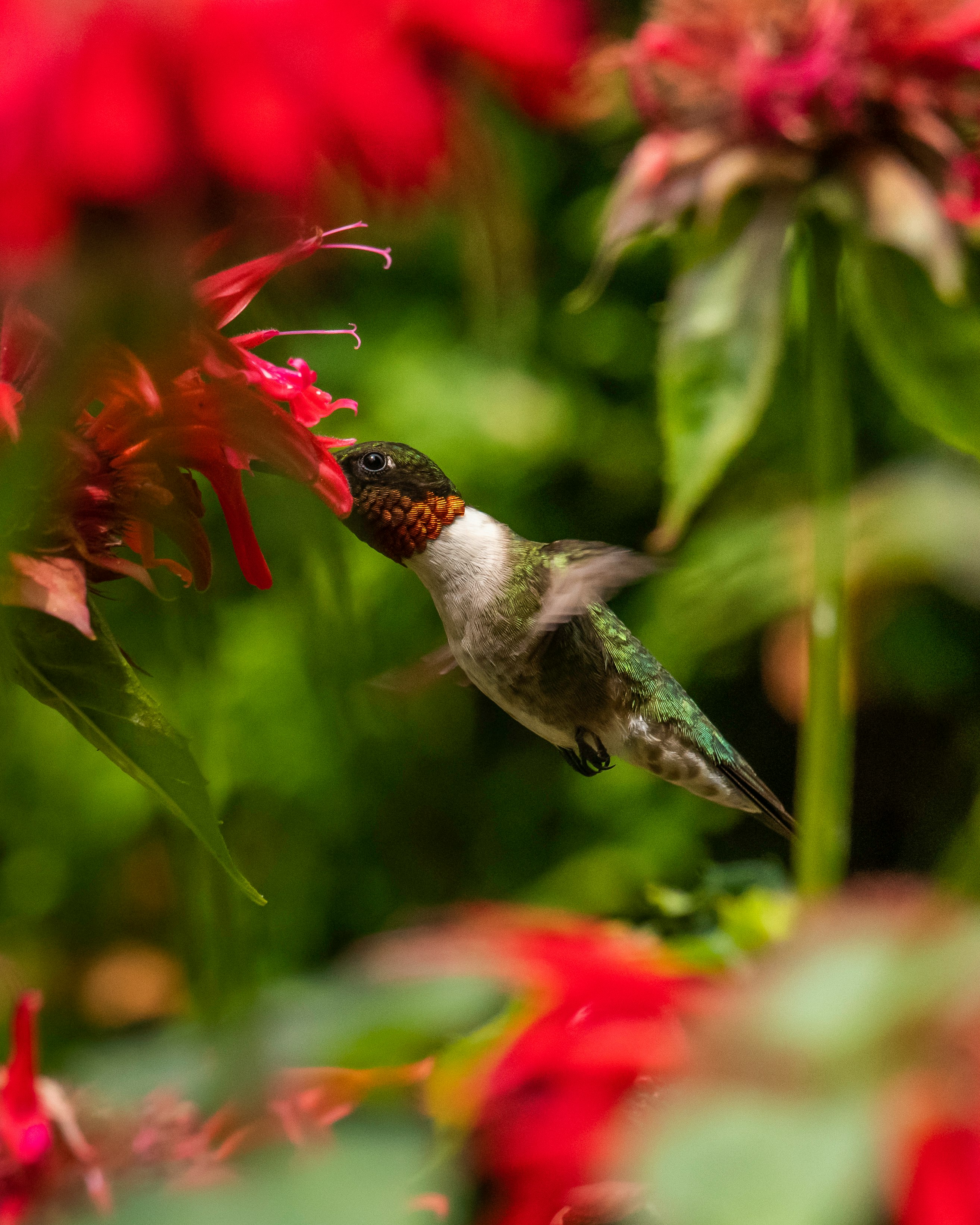 green and black humming bird flying over red flower