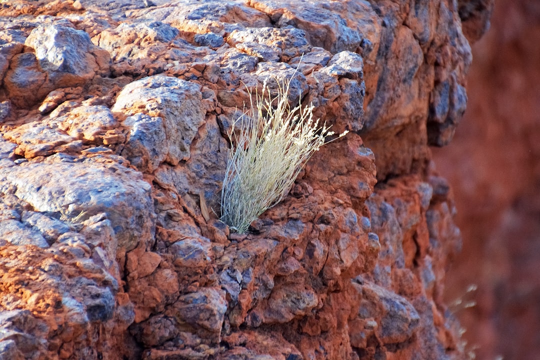 brown dried plant on brown rock